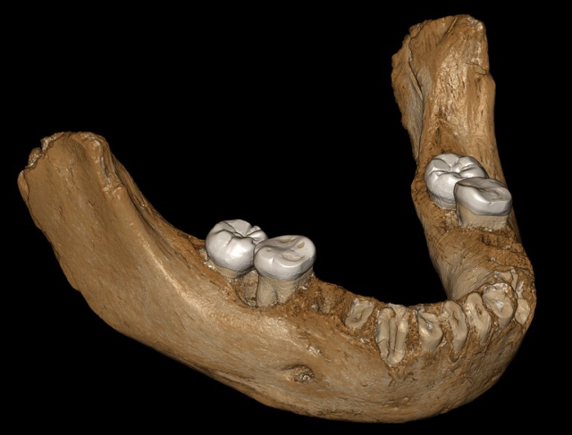 Reconstrucción de la mandíbula denisovana Reconstrucción de la mandíbula denisovana