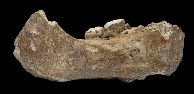 La porción derecha de la mandíbula denisovana hallada en 1980 en Baishiya Karst La porción derecha de la mandíbula denisovana hallada en 1980 en Baishiya Karst