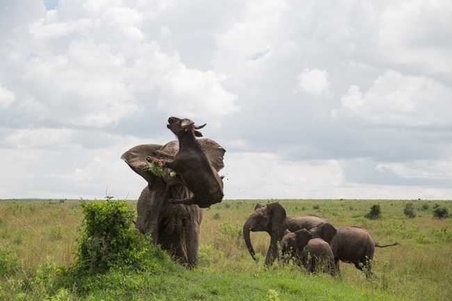 Búfalo muere por la embestida del elefante