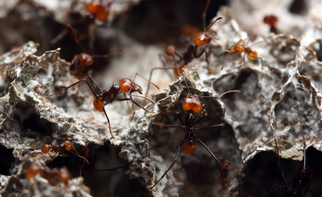 Hormigas podadoras atienden su jardín de hongos. (c) Alex Wild Hormigas podadoras atienden su jardín de hongos. (c) Alex Wild