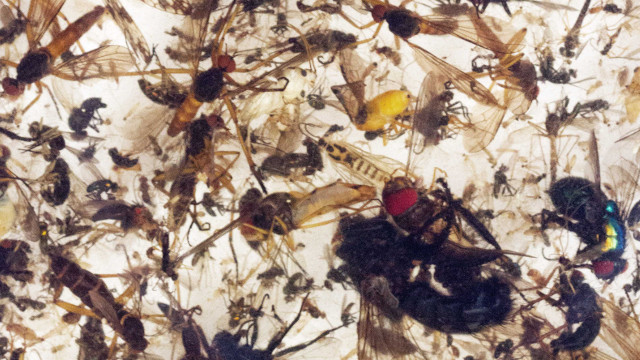 Insectos capturados por una trampa tipo Malaise Insectos capturados por una trampa tipo Malaise