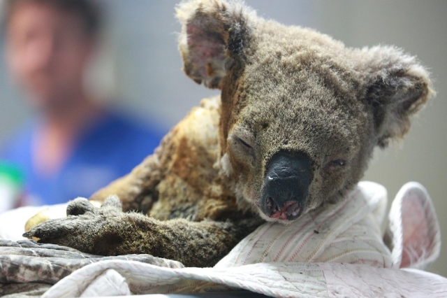 Koala en rehabilitación