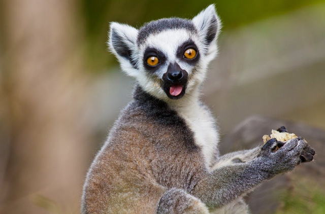 Los lemures de Madagascar están en peligro Los lemures de Madagascar están en peligro