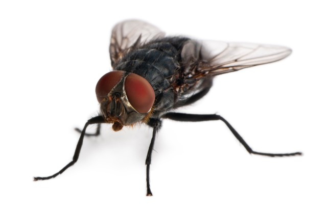 Musca domestica, la mosca