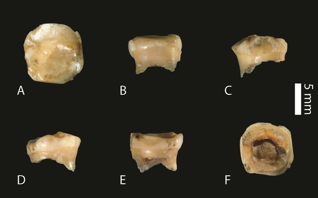 Molar encontrado en la cueva de Denisova de donde se extrajo ADN
