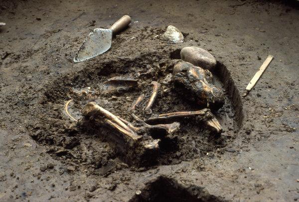 Perro paleoindio del sitio Koster, en Illinois Perro paleoindio del sitio Koster, en Illinois