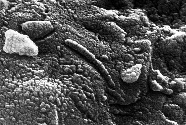 Estructuras biomorfas en meteorito