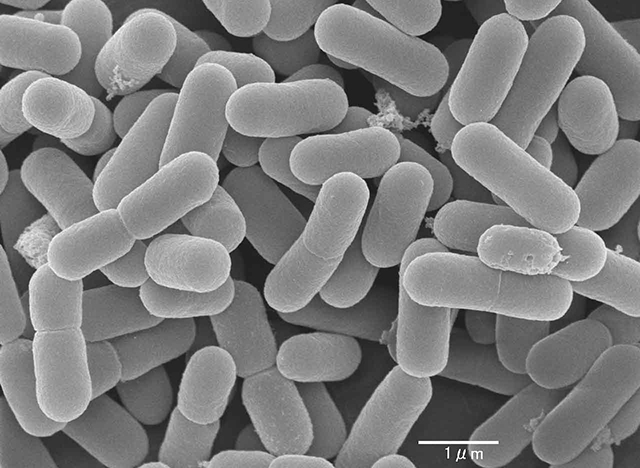Lactobacillus reuteri