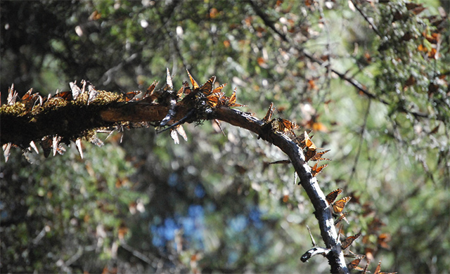 Mariposas monarca