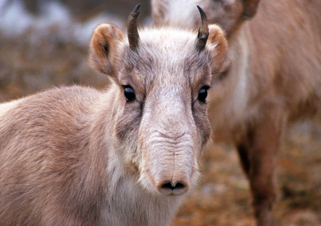 Cría de saiga
