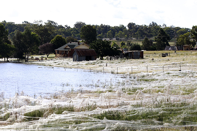 Millones de arañas en Australia