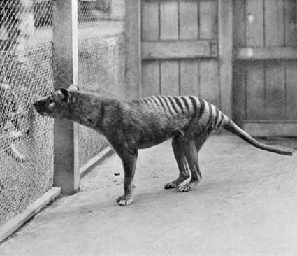 Tigre de Tasmania