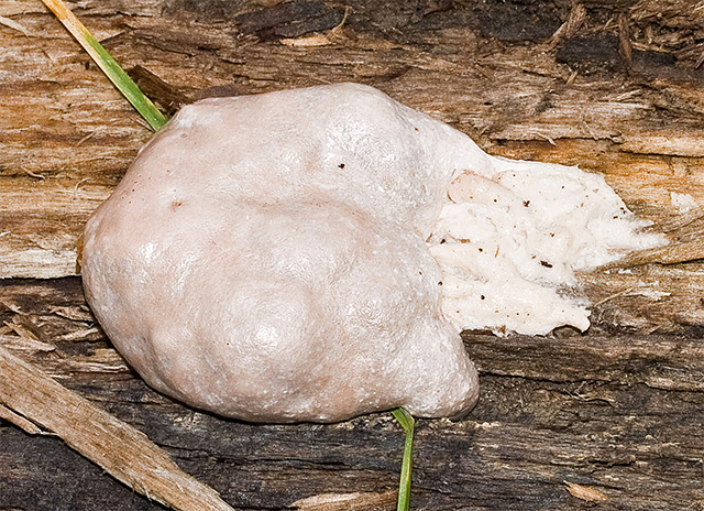 caca de luna