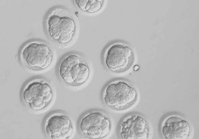 embriones clonados