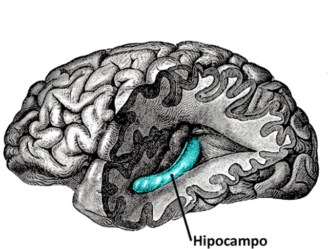 hipocampo