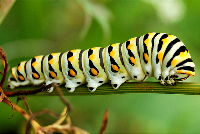 oruga