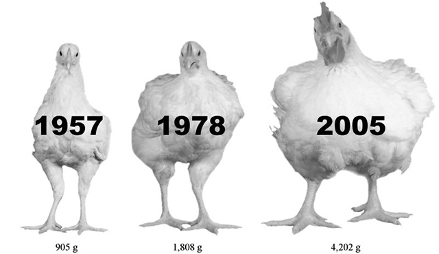 pollos para carne