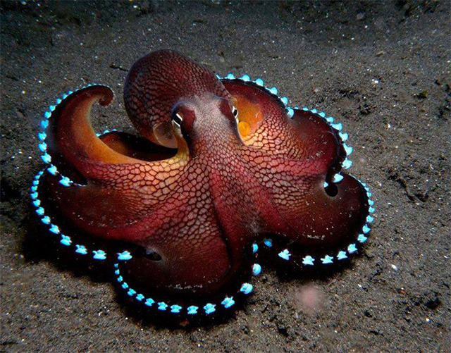 Pulpo en el fondo del mar