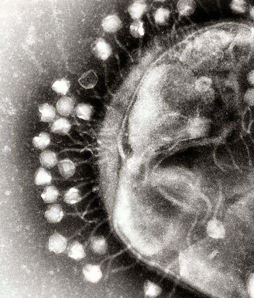 Bacteriófagos en la pared celular de una bacteria
