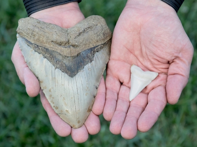 Diente de tiburón y de megalodon