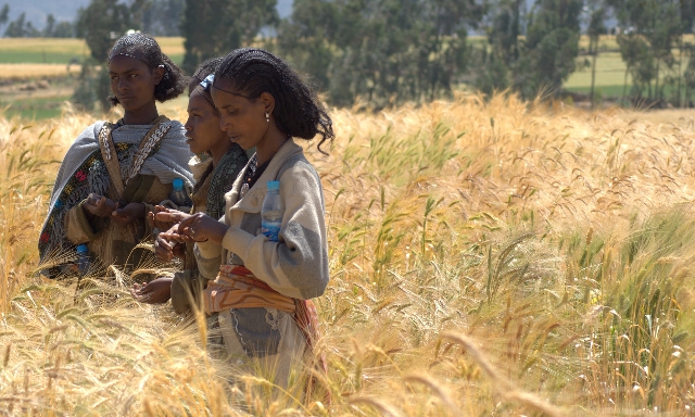 Cultivo de trigo durum o candeal en Etiopía Cultivo de trigo durum o candeal en Etiopía