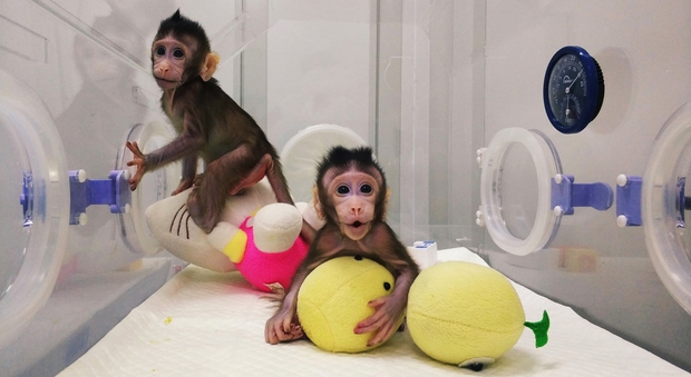 Macacos de cola larga clonados por biólogos chinos